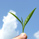 Organic_mountain_grown_tea_leaf_sm.jpg