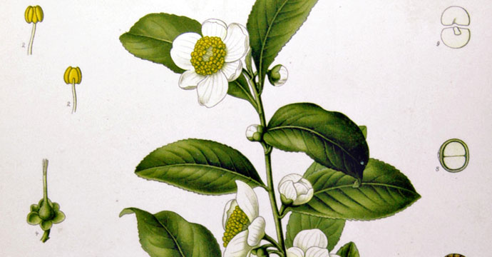 Camellia sinensis is the species of plant whose leaves and leaf buds are used to produce the popular beverage tea.