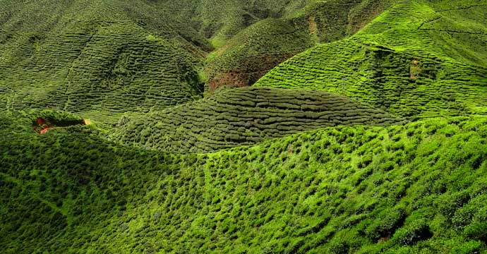 The Cameron Highlands is one of Malaysia’s most extensive hill stations.