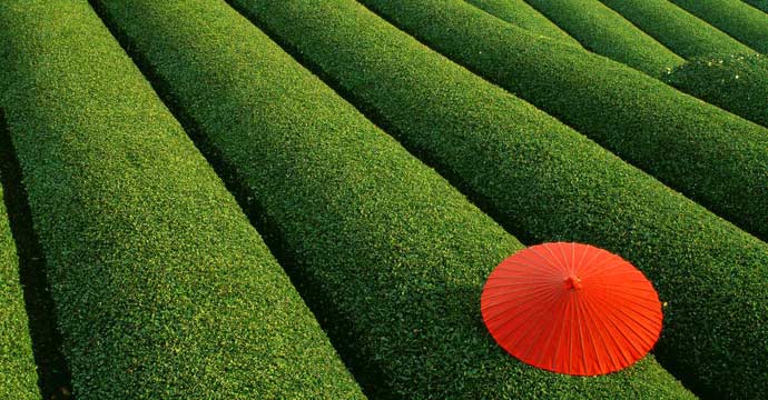 Geometry on tea fields Japan