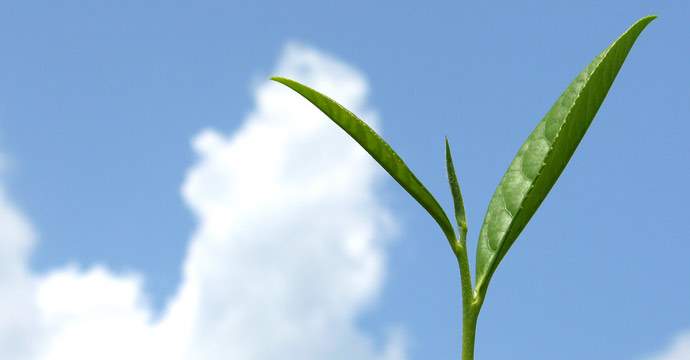 Organic Mountain - Grown Tea Leaf: One bud and two leafs