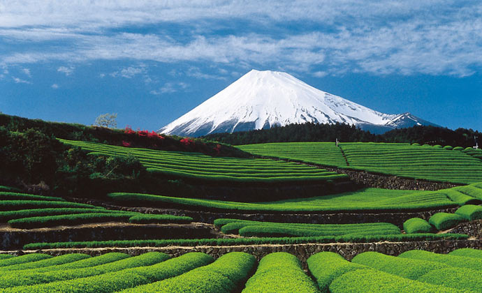 View of Mount Fuji over a tea garden