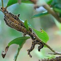 caterpillars-eating-tea-leaves_md