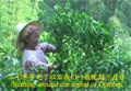 Lao Man'e: A Bulang Tea Village