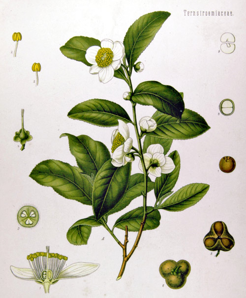 Camellia_sinensis