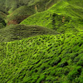 Cameron_Highland_Tea_Plantation_2012_md