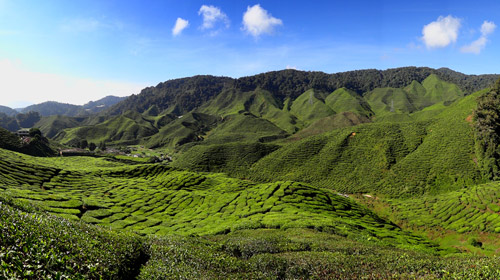 Cameron_Highlands_Tea_Plantation_2012_2