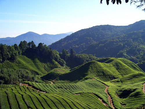 cameron-highland-tea-fields-will-ellis