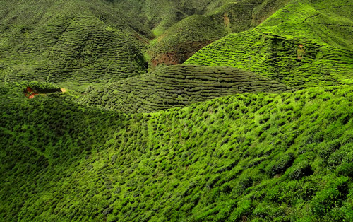 Cameron_Highland_Tea_Plantation_2012