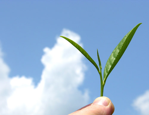 Organic_mountain_grown_tea_leaf