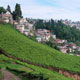 A view of Darjeeling