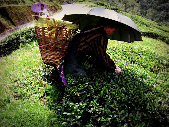 Darjeeling_teagardens