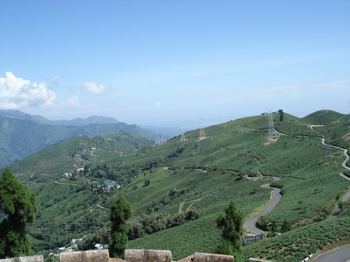 darjeeling-tea-garden