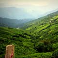 Tea plantations in