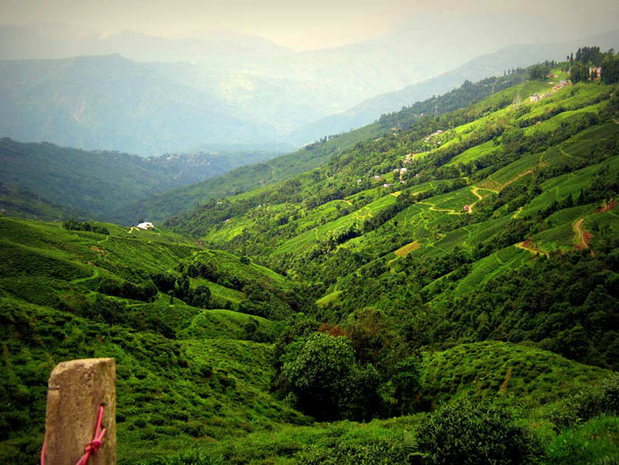 darjeeling_Teagardensvalley