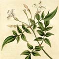 Jasminum_officinale_-_Bot_Mag_31_1787_md