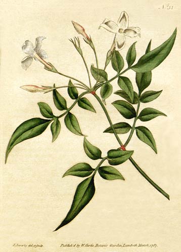 Jasminum_officinale_-_Bot_Mag_31_1787