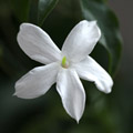 Jasminum_officinale_md