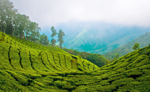 munnar-top-station