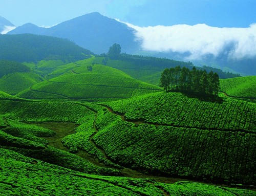 tea-gardens-at-devikulam-munnar