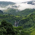 Tea production in