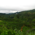 Tea plantation, Sri