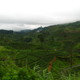 Tea plantation, Sri