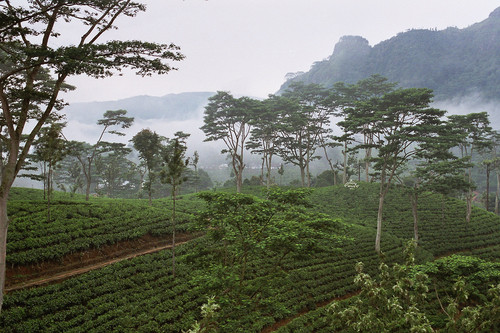 sri-lanka-tea-plantation-02