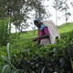 Tea picker of Sri