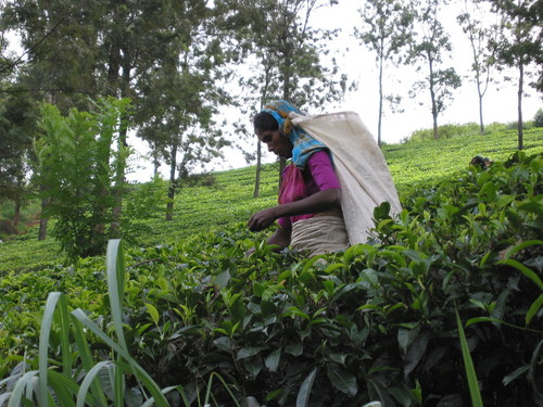 sri-lanka-tea-plantation-14