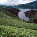 Tea plantation in