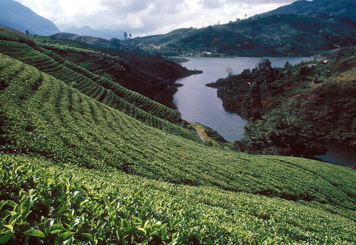 sri-lanka-teeplantage