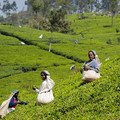 Women picking tea