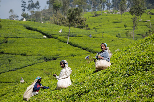 srilanka-teaharvest-pixinn-net