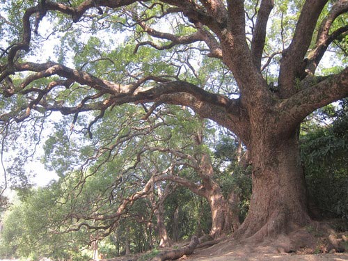 camphor-grove-sha-tau-kok