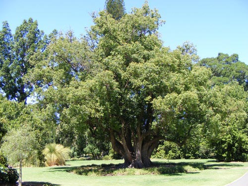 cinnamomum-camphora-botanic-gardens