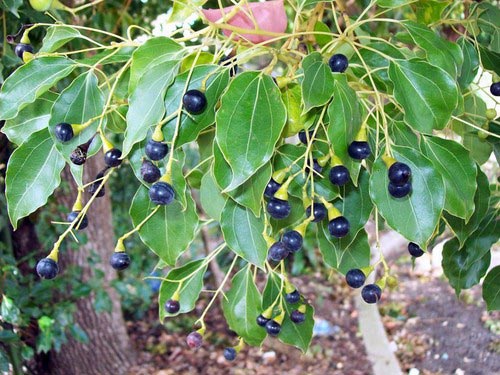 cinnamomum-camphora-turramurra-railway