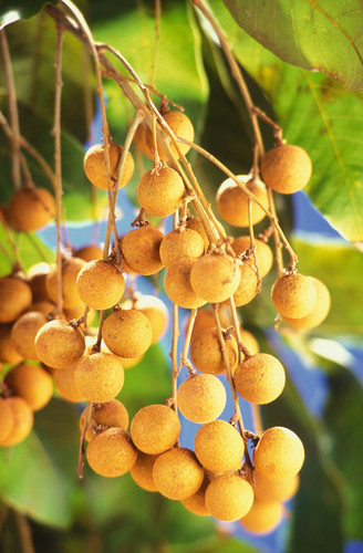 dimocarpus-longan-fruits