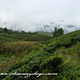 2014 Spring Te Ji Grade Lianghe "Hui Long" Green Tea