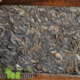 2008 Yong Pin Hao Yiwu Zhen Shan Spring Raw Puerh Tea Brick 250g